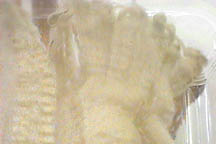 cheviot_raw.jpg (10963 bytes)