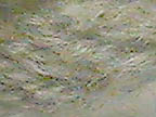 graycorrieyarn1.jpg (12257 bytes)